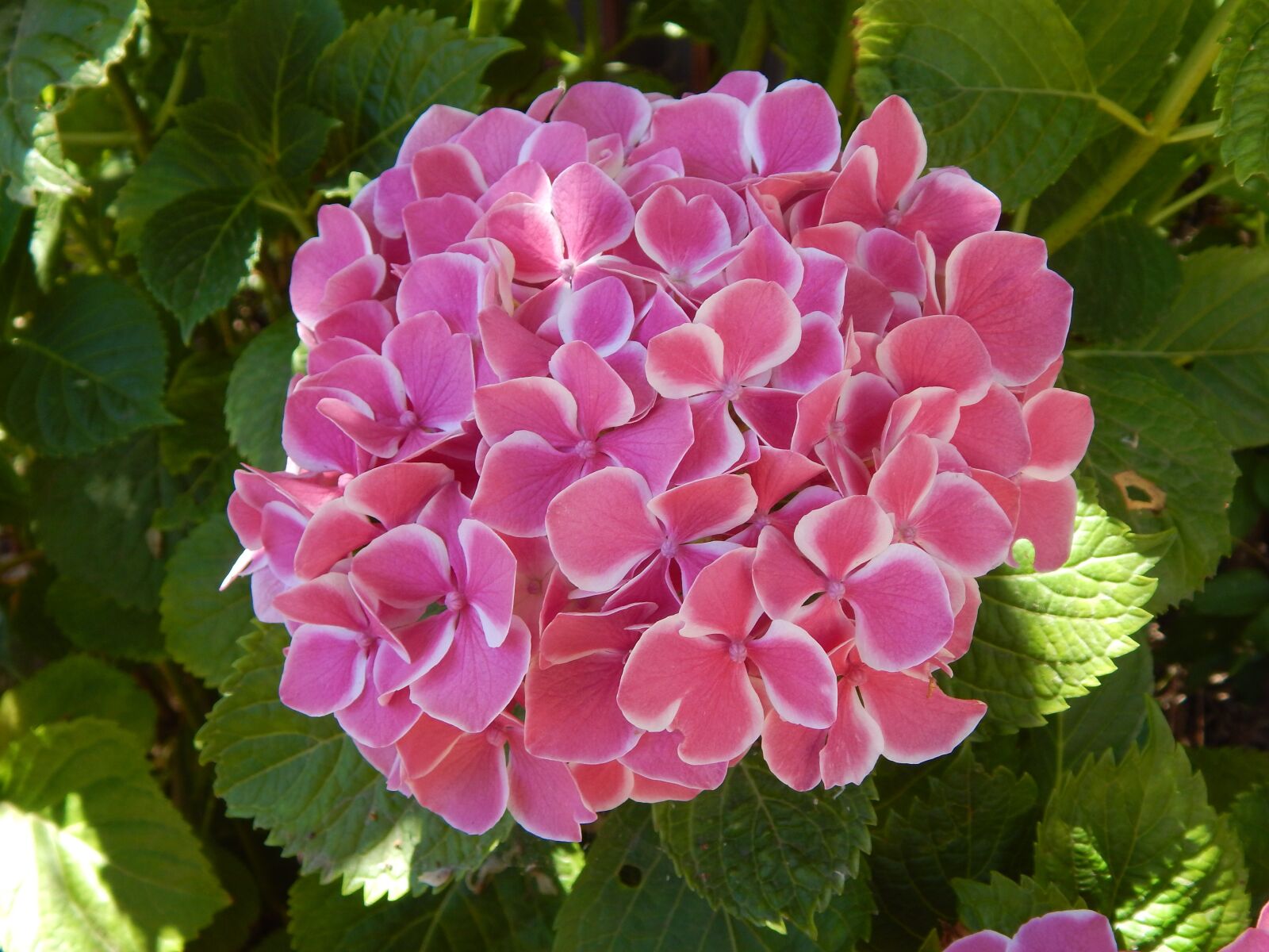 Nikon Coolpix L830 sample photo. Hydrangea, pink, white photography