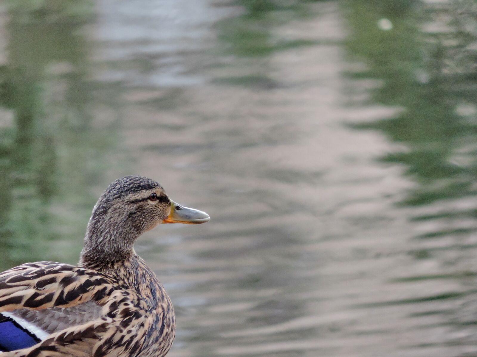 Nikon Coolpix P520 sample photo. Duck, ecology, head, zoology photography