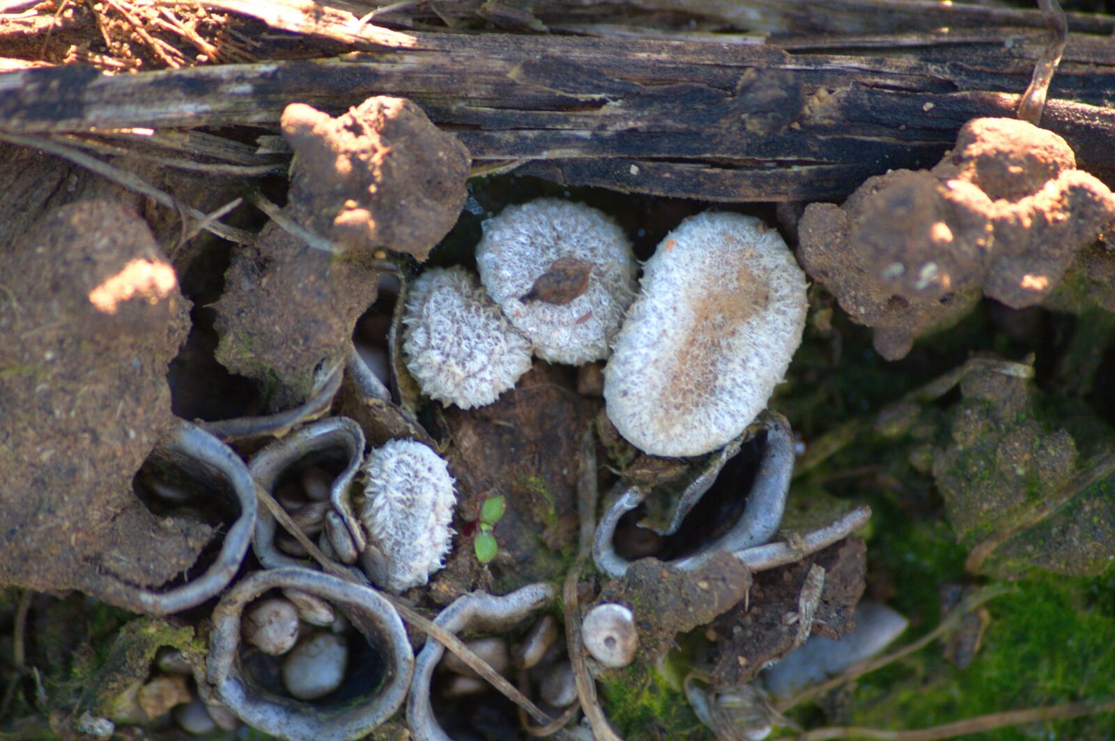 Nikon D5000 sample photo. Mushroom, fungi, crucibulum photography