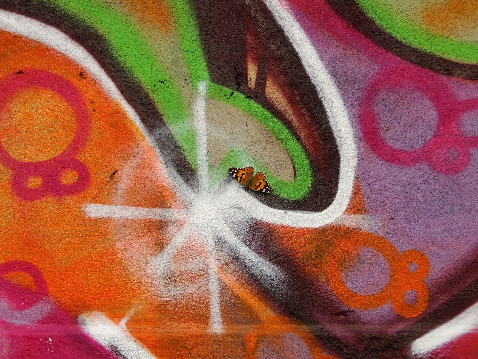 Sony Cyber-shot DSC-HX1 sample photo. Graffiti, animal, insect photography