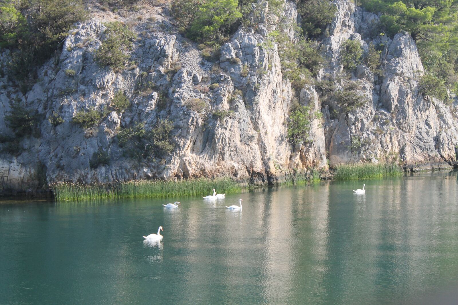 Canon EOS 1100D (EOS Rebel T3 / EOS Kiss X50) sample photo. Lake, mountains, swans photography
