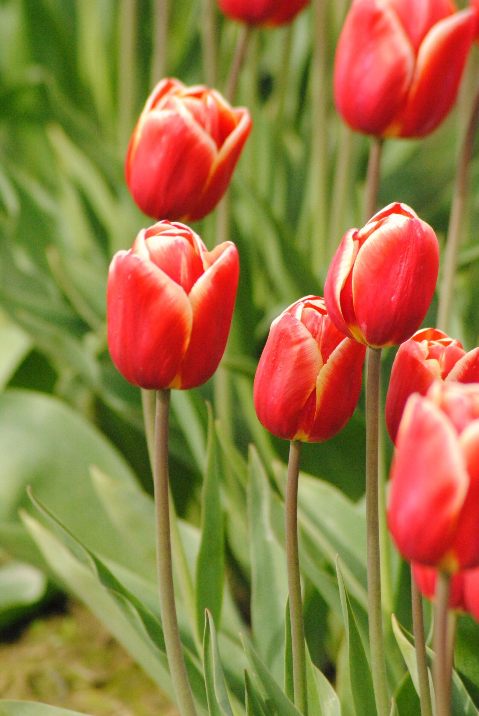 Nikon D3000 sample photo. May flowers, tulips, red photography