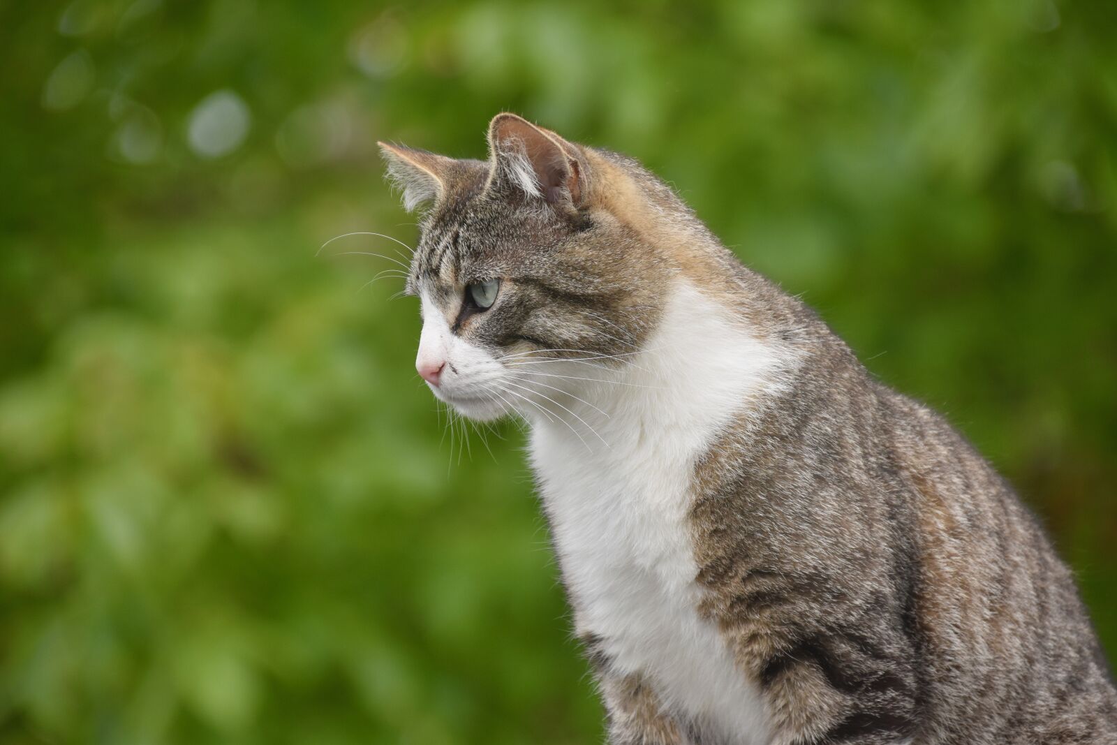 Nikon D5600 sample photo. Cat, feline, animal portrait photography