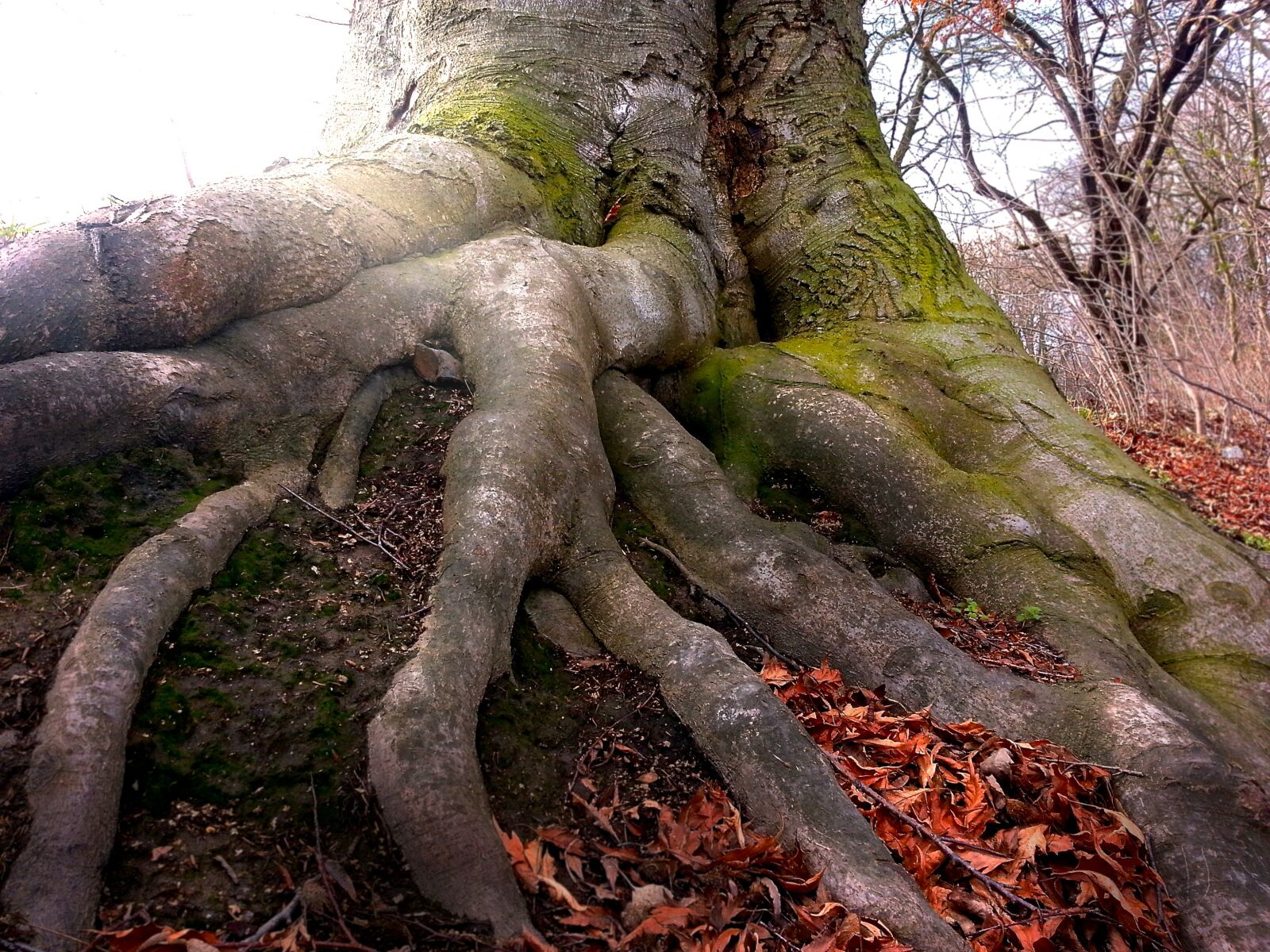 Samsung Galaxy S3 sample photo. Root, tree, nature photography