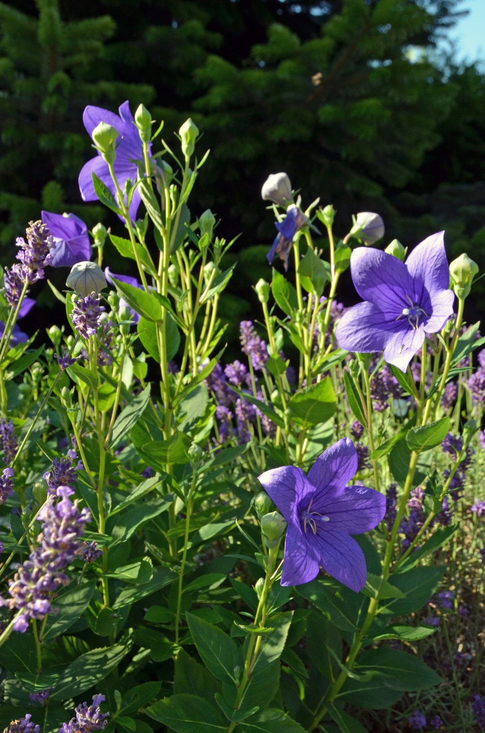 Nikon D5100 sample photo. Flowers, balloon flower, chinese photography