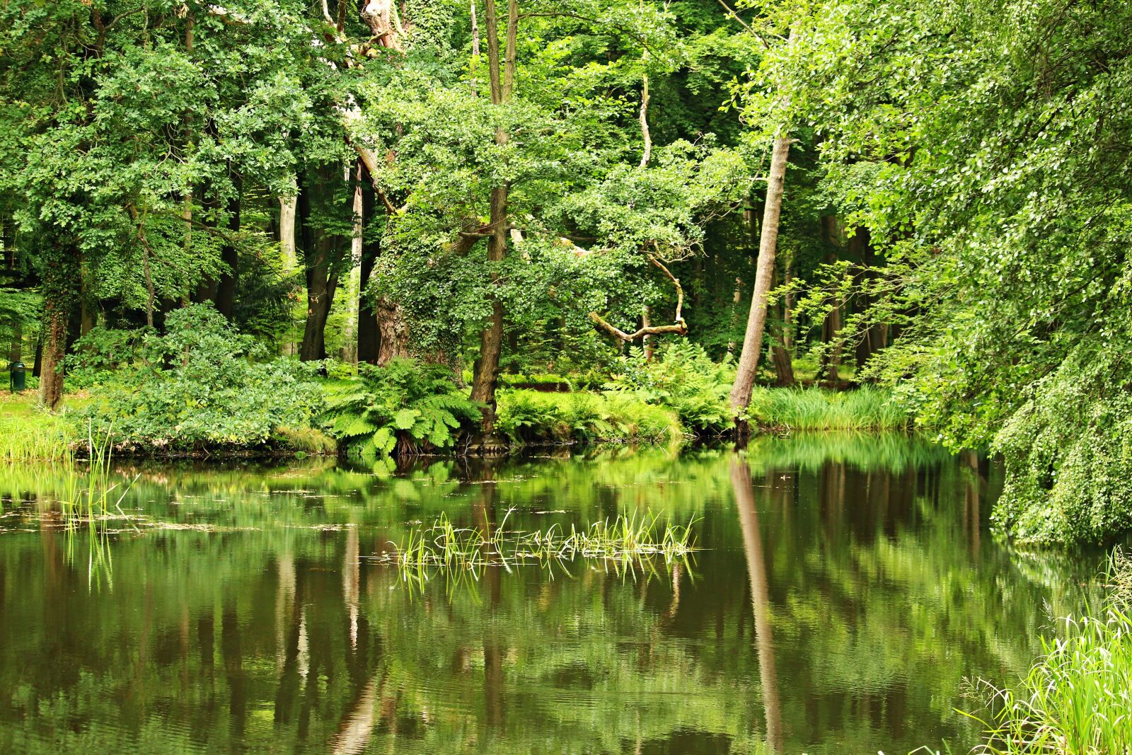 Canon EOS 100D (EOS Rebel SL1 / EOS Kiss X7) sample photo. Pond, forest, waldsee photography