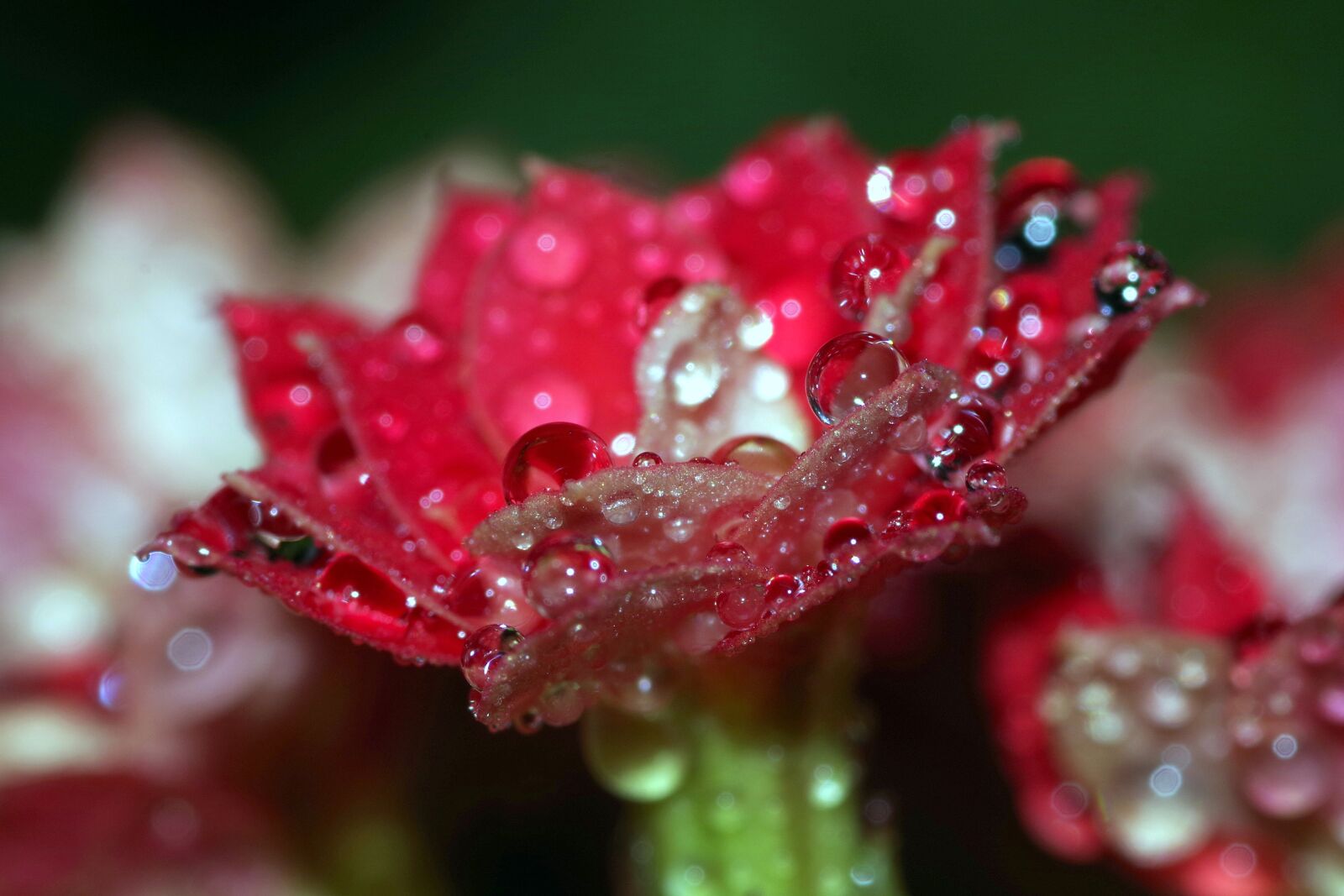 Pentax K-S2 sample photo. Rosa, drops, flower photography