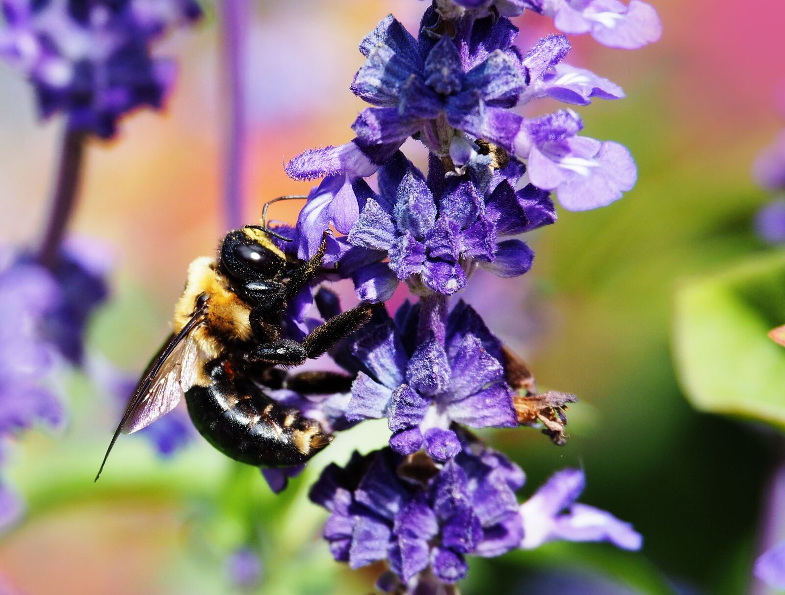 Olympus OM-D E-M10 II sample photo. Flower, nature, insect photography