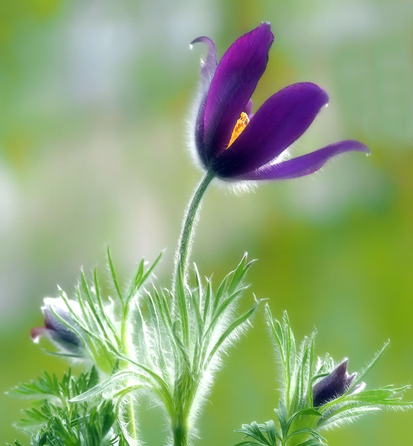 Olympus M.Zuiko Digital ED 60mm F2.8 Macro sample photo. Pulsatilla, pasque flower, spring photography