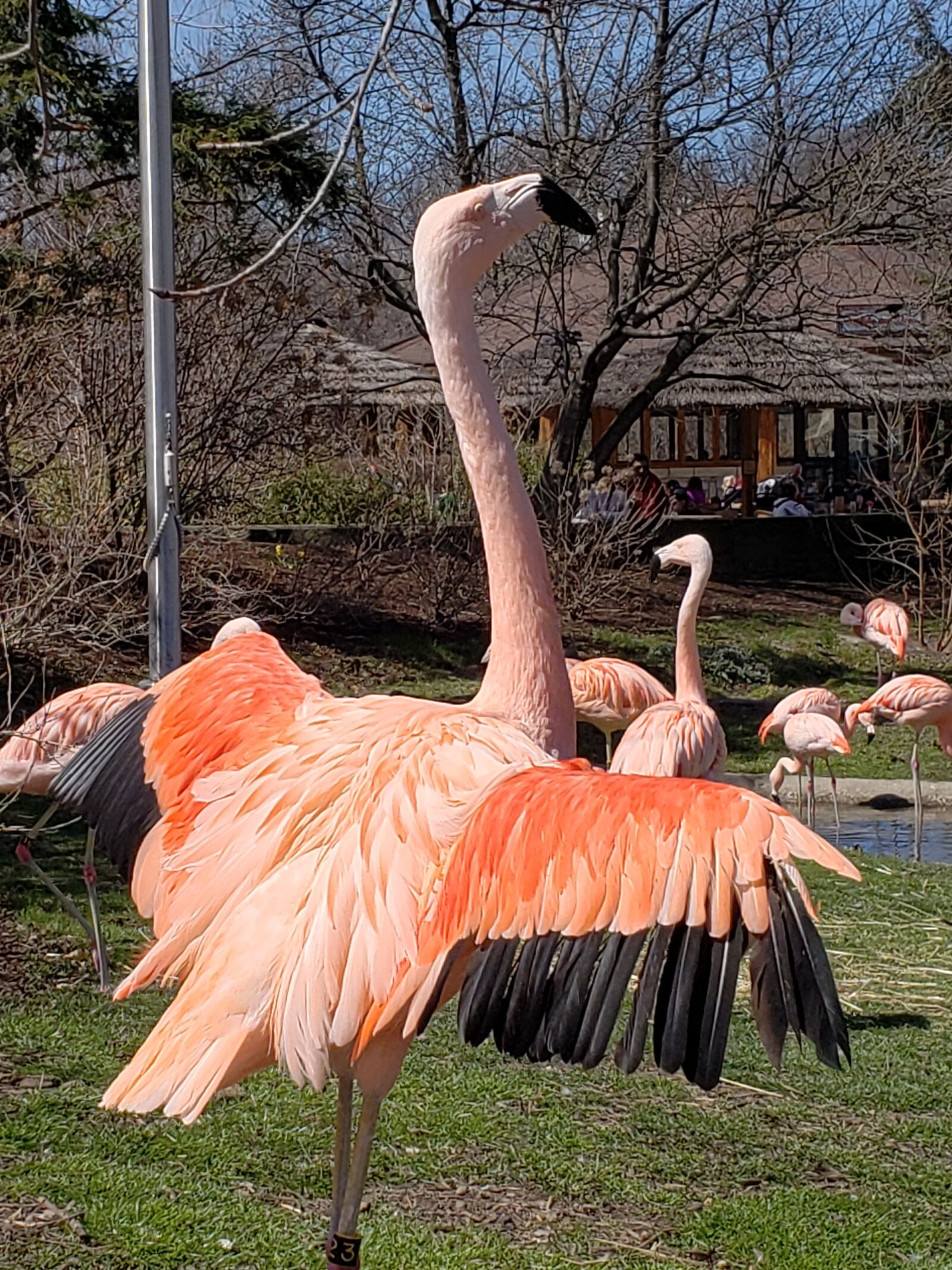 Samsung Galaxy S9 sample photo. Flamingo, exotic bird, pink photography