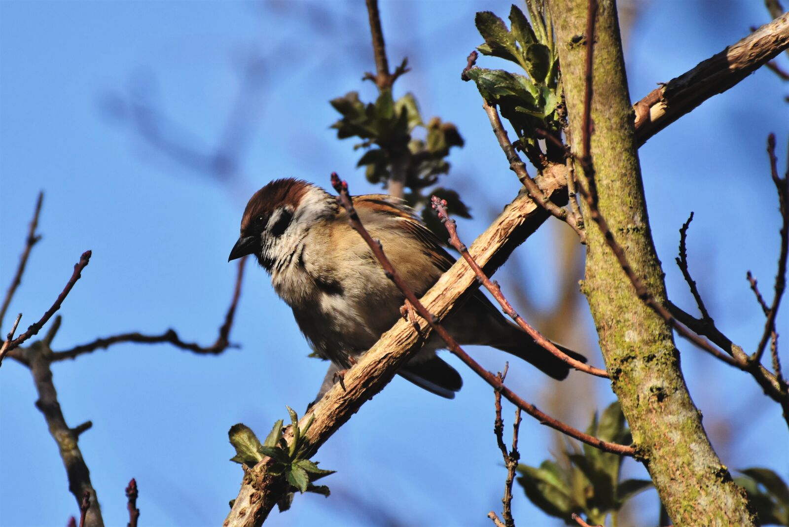 Nikon D7200 sample photo. Sparrow, sperling, bird photography