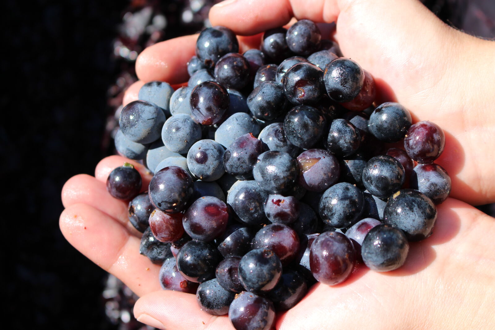 Canon EOS 100D (EOS Rebel SL1 / EOS Kiss X7) + Canon EF-S 18-55mm F3.5-5.6 IS STM sample photo. Grapes, harvest, time photography