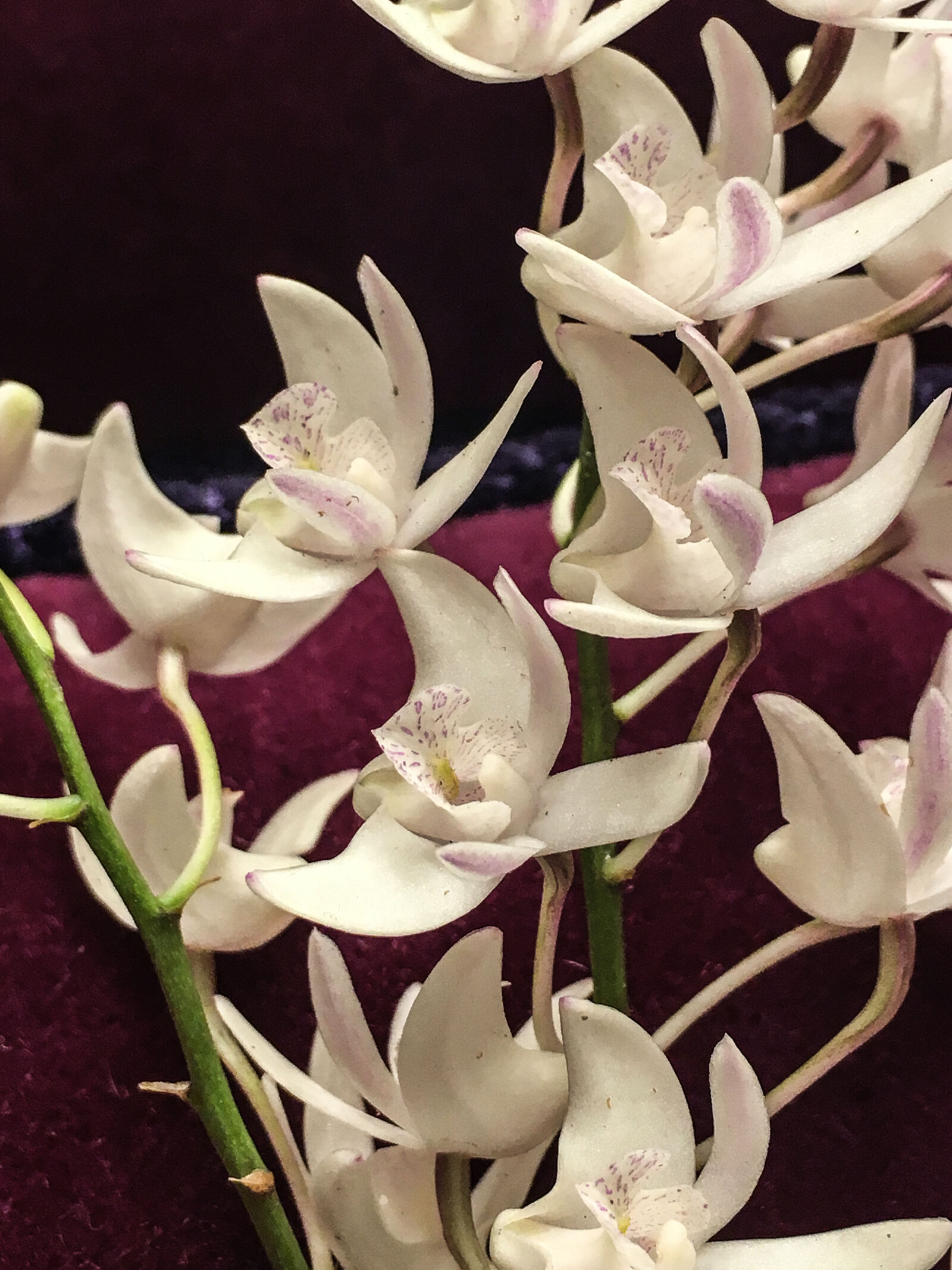 Apple iPhone 6s sample photo. Orchids photography