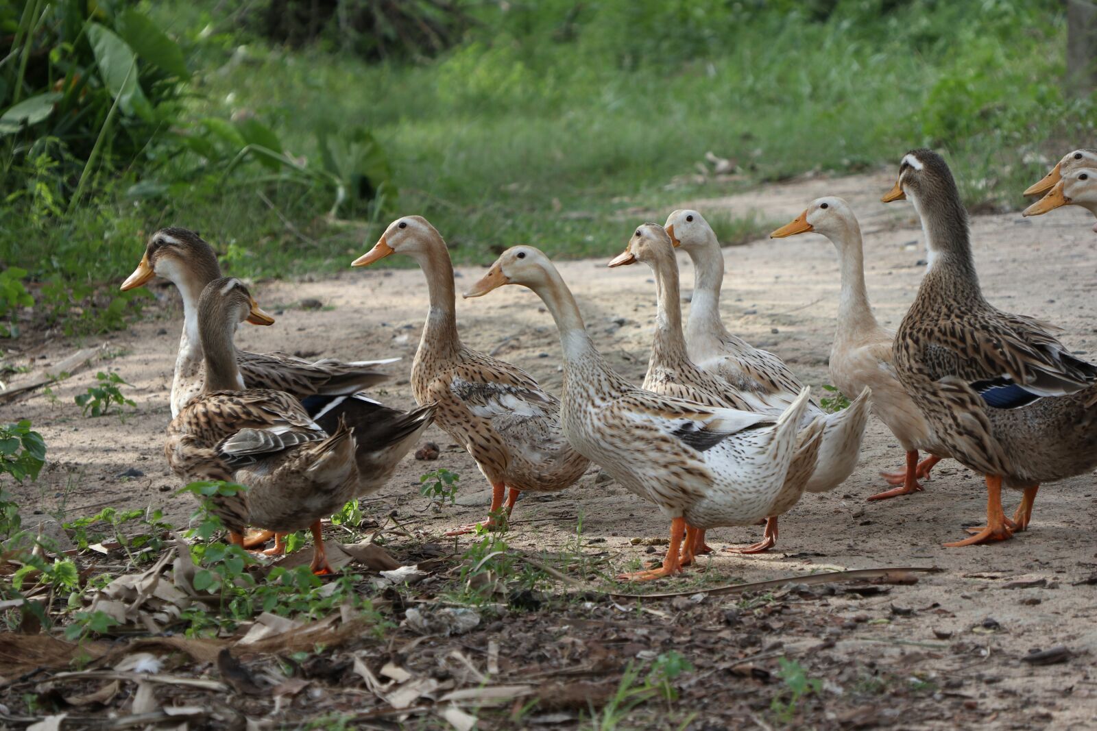 Canon EF-M 18-150mm F3.5-6.3 IS STM sample photo. Flock of ducks, leading photography