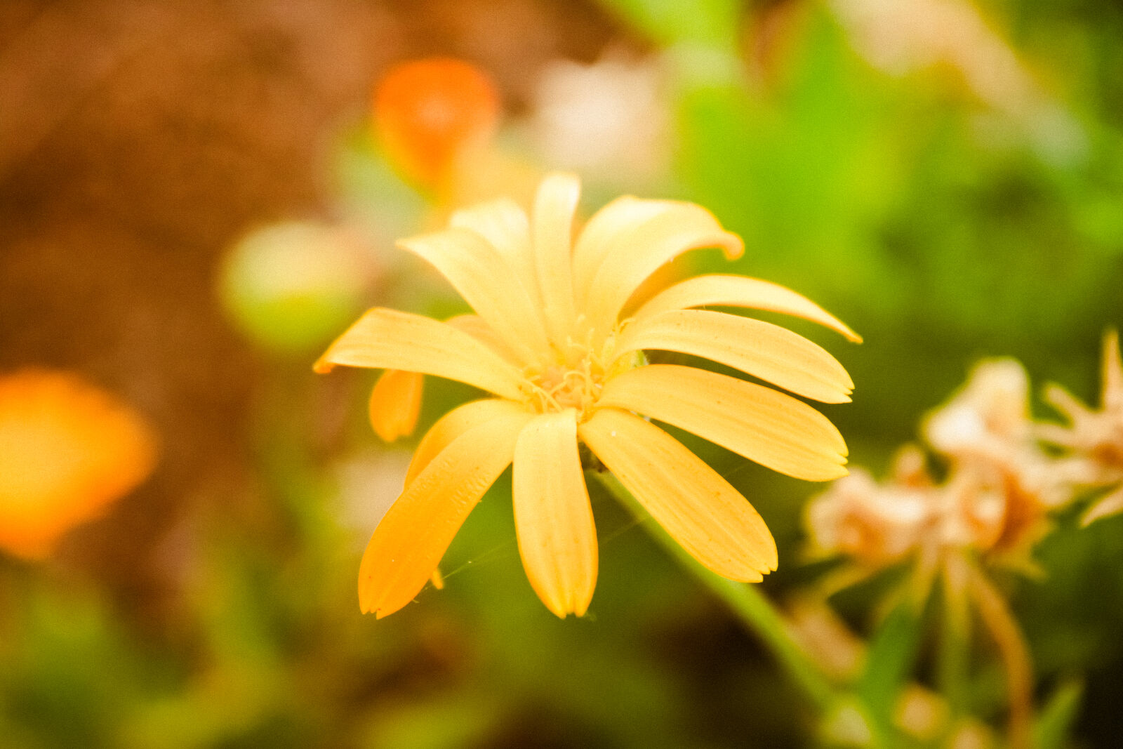 Canon EOS 500D (EOS Rebel T1i / EOS Kiss X3) sample photo. Beautiful, flower, nature, summer photography