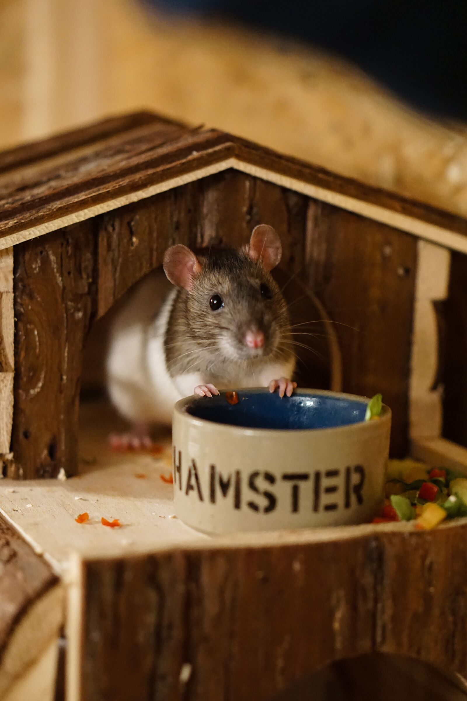 E 50mm F1.8 OSS sample photo. Rat, color rats, sweet photography