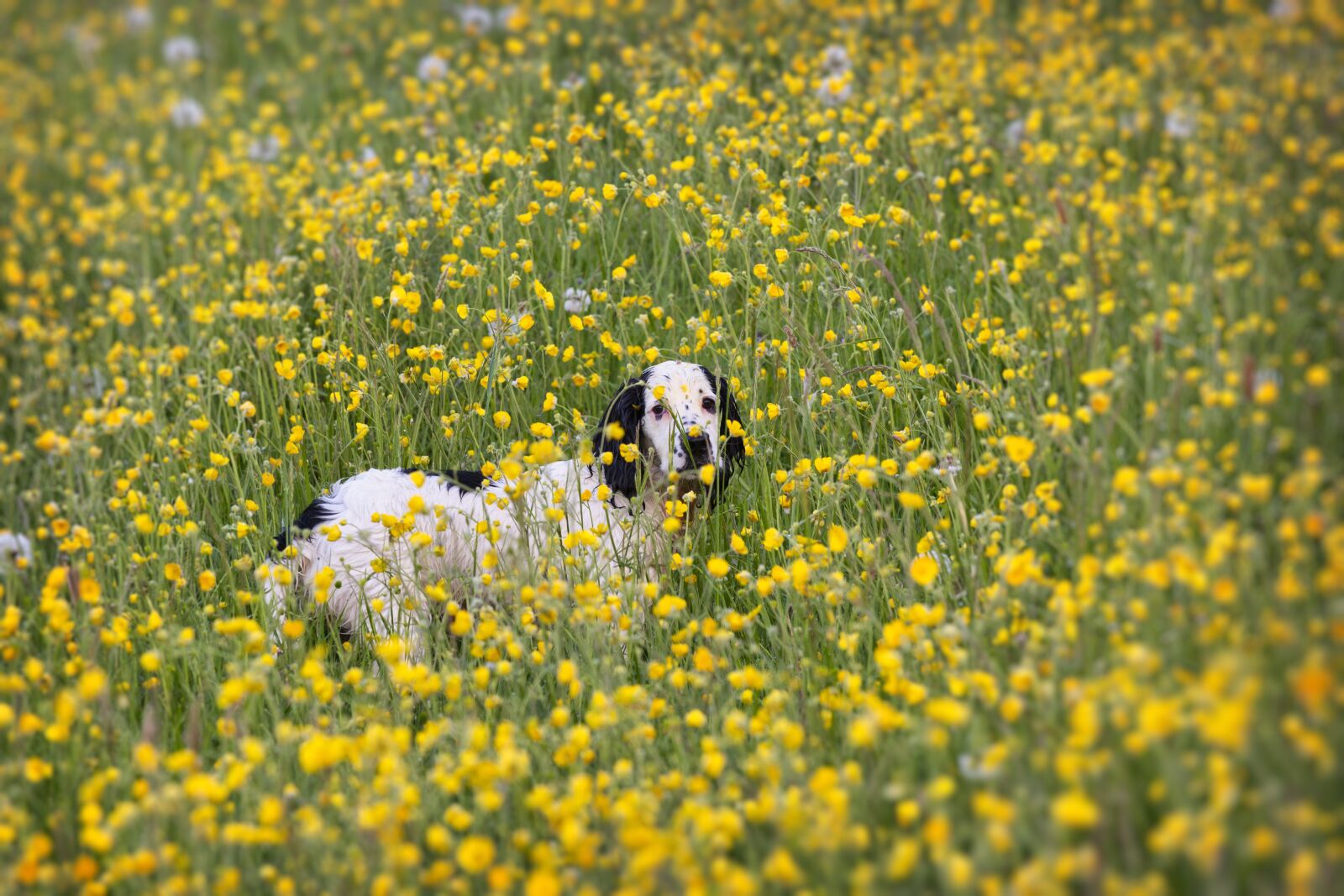 Canon EOS 5D Mark III + Canon EF 70-200mm F4L IS USM sample photo. Puppy, spaniel, cocker photography
