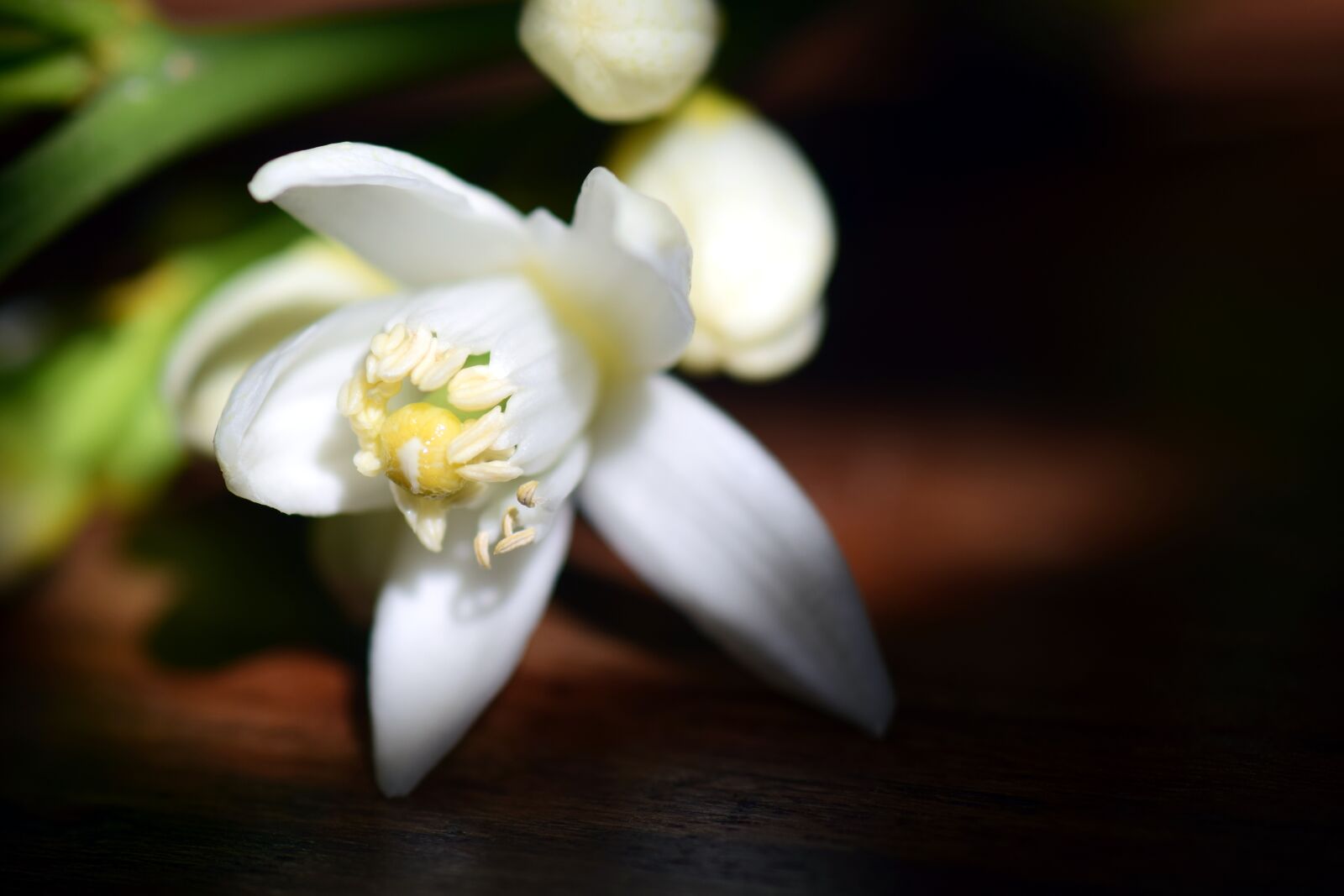 Nikon D3300 sample photo. Blossom, bloom, lemon blossom photography