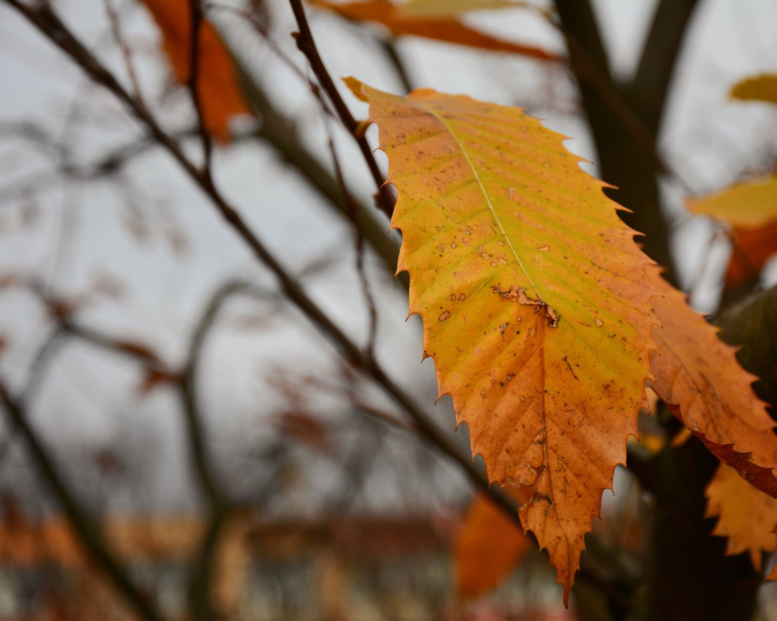 Nikon D7100 sample photo. Nature, colorful, orange leaf photography