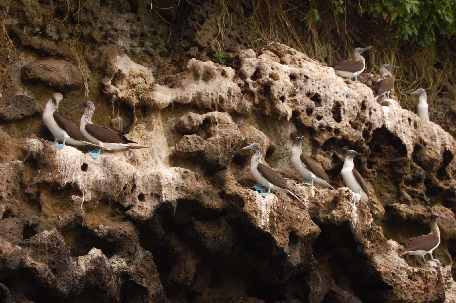 Nikon D40 sample photo. Birds, mompiche, ecuador photography