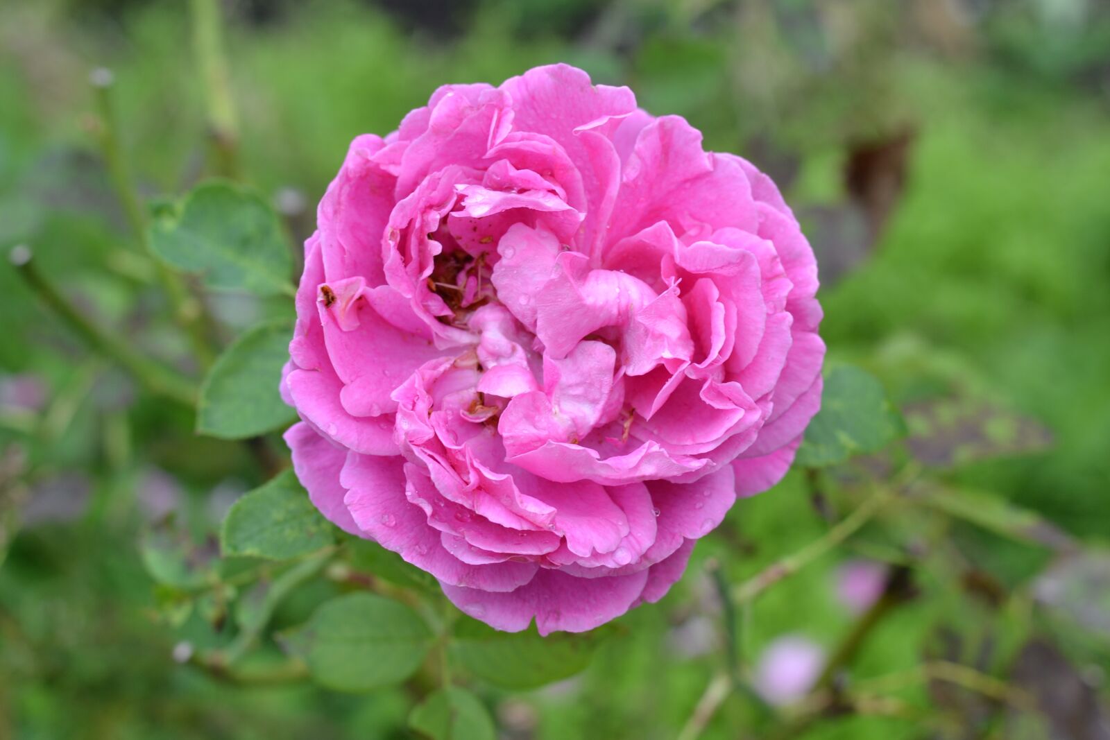Nikon D3100 sample photo. Heritage rose, rose, garden photography