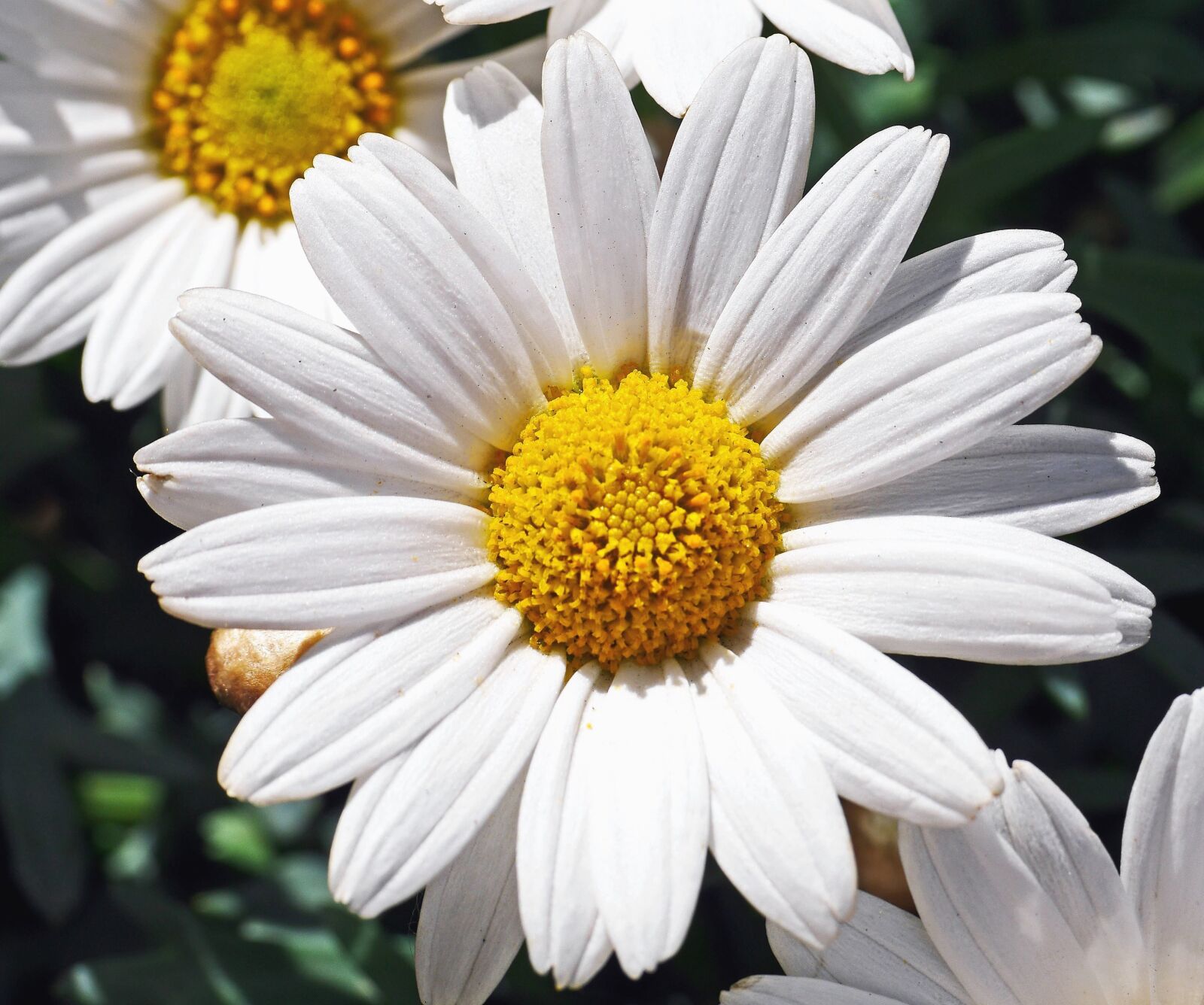Panasonic Lumix DMC-GH3 sample photo. Daisy, flower, petals, pollen photography