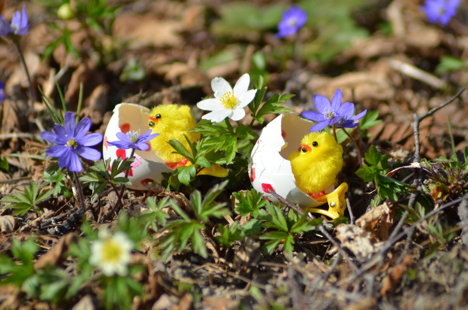 Nikon D7000 sample photo. Easter, påskkyckling, spring photography