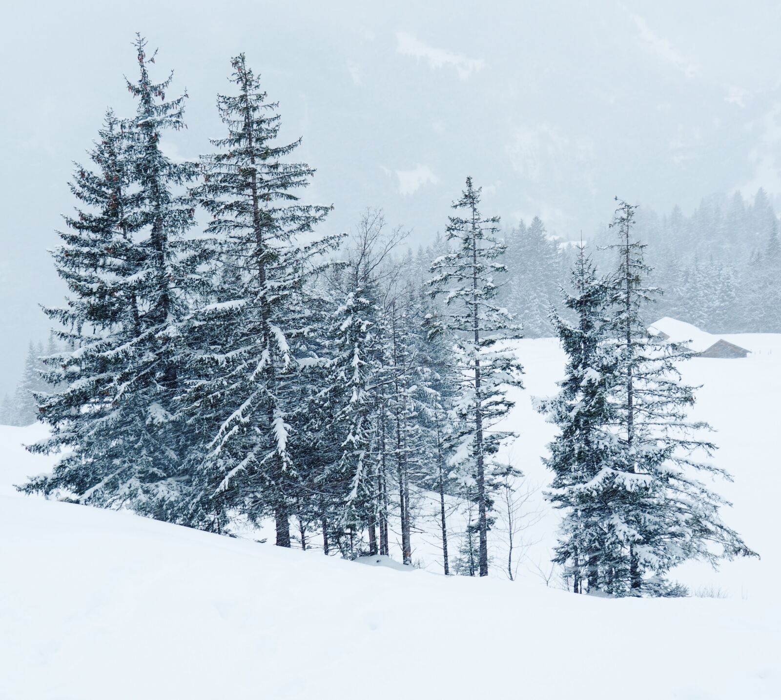 Olympus OM-D E-M5 II sample photo. Allmend, ski, snow photography