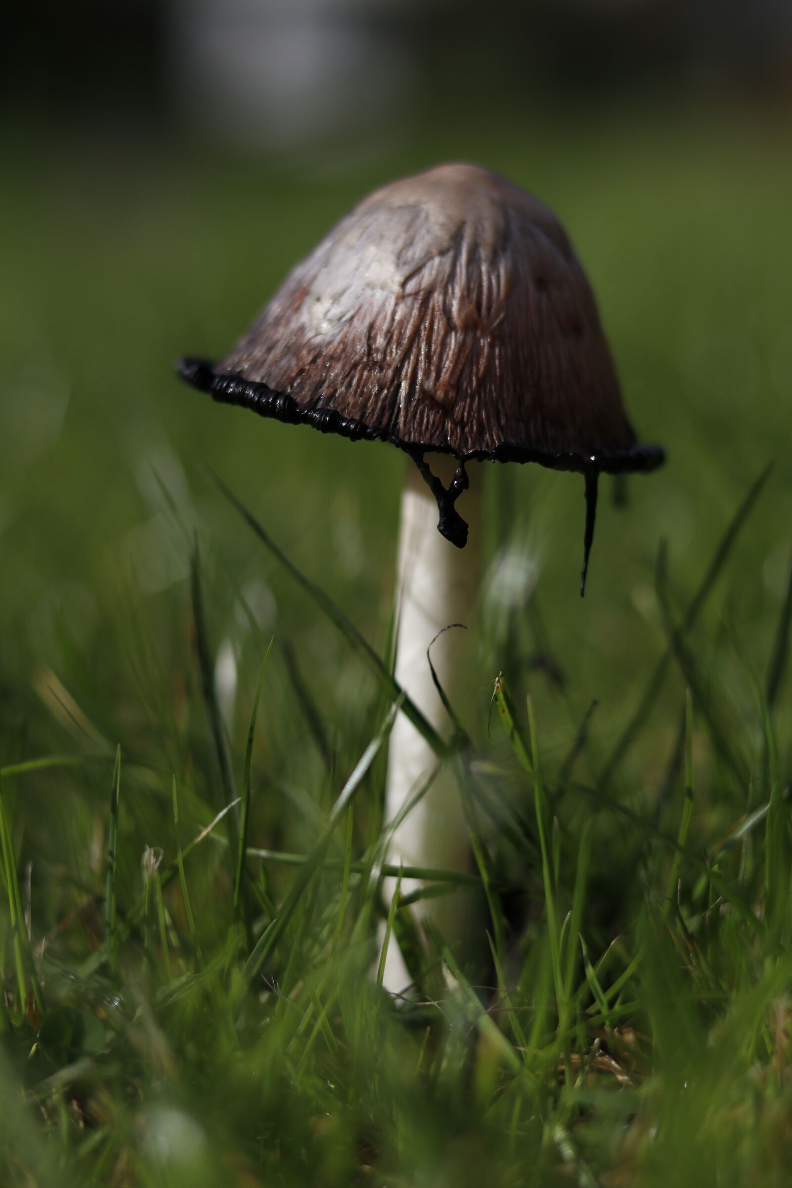 Canon EOS 80D sample photo. Mushroom, grass, nature photography