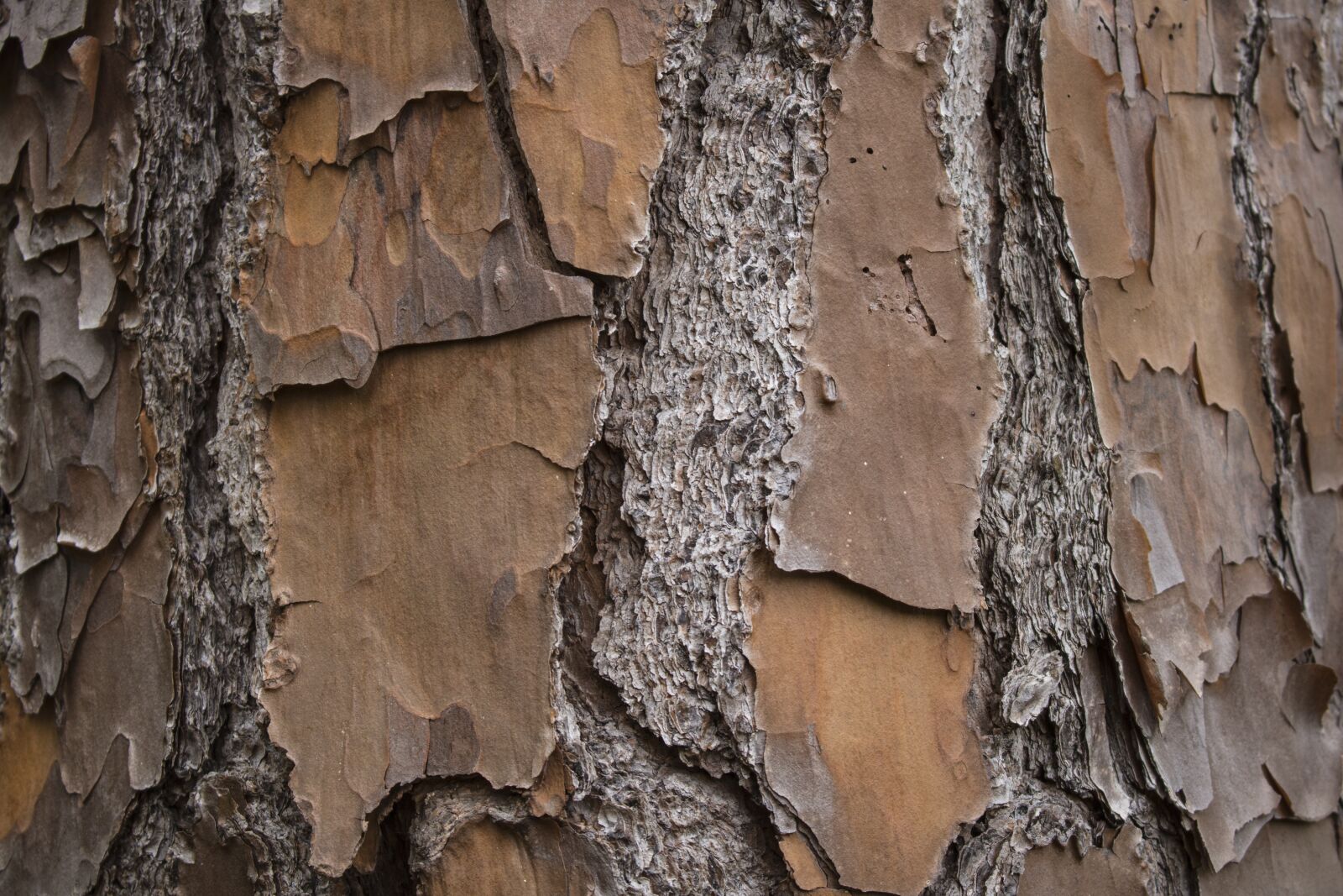 Canon EOS 750D (EOS Rebel T6i / EOS Kiss X8i) sample photo. Bark, rough, wood photography