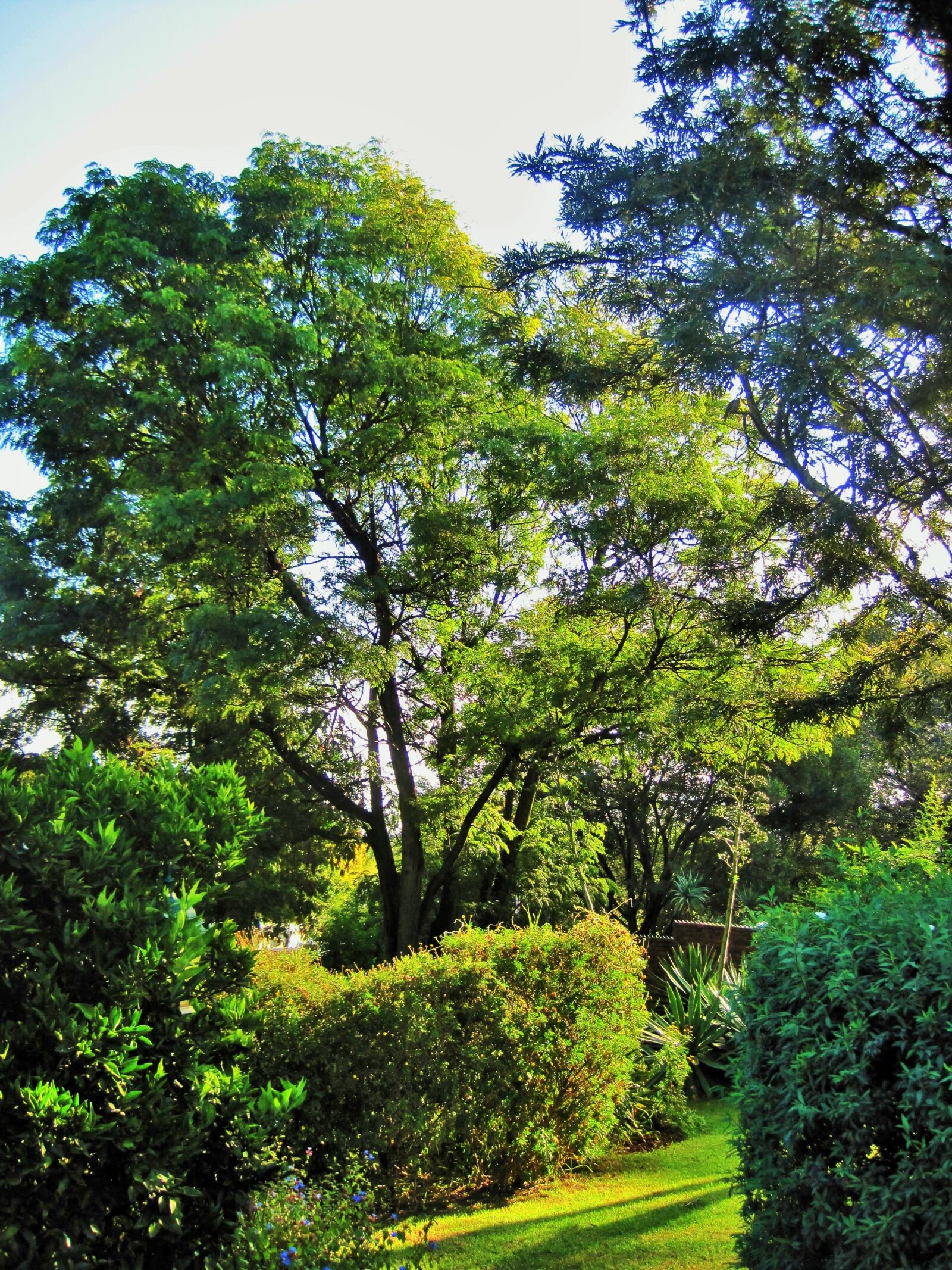 Canon PowerShot SD1200 IS (Digital IXUS 95 IS / IXY Digital 110 IS) sample photo. Sunny garden, garden, green photography