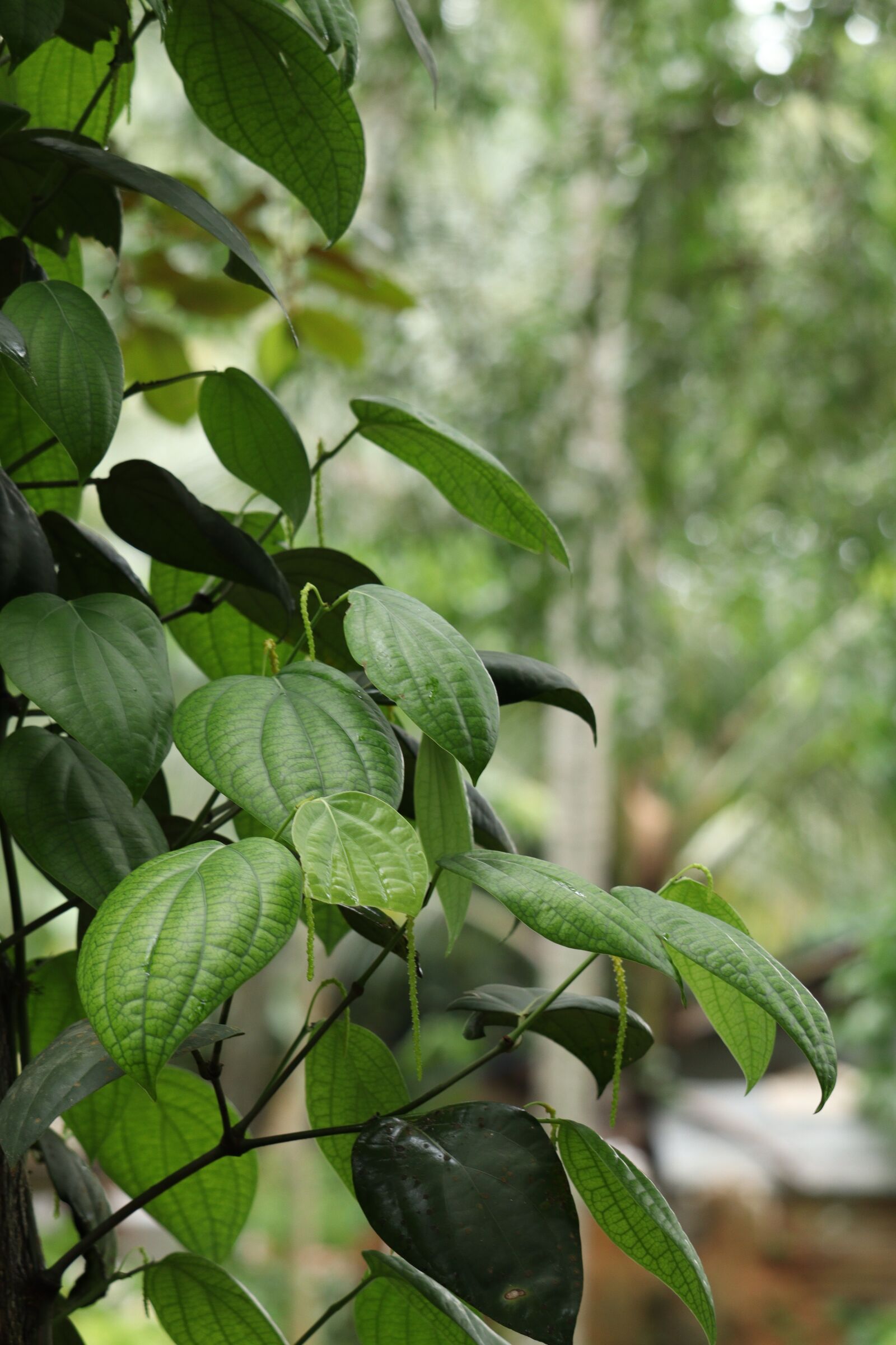 Canon EOS 250D (EOS Rebel SL3 / EOS Kiss X10 / EOS 200D II) sample photo. Leaf, nature, green photography