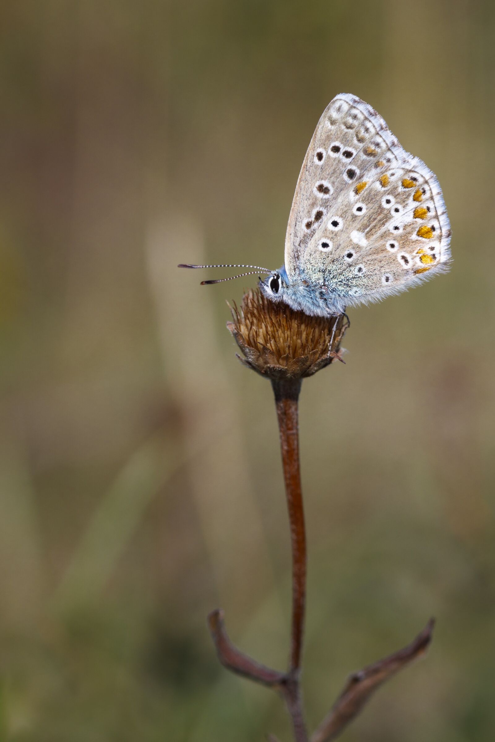 Canon EOS 80D sample photo. Butterfly, insect, macro photography