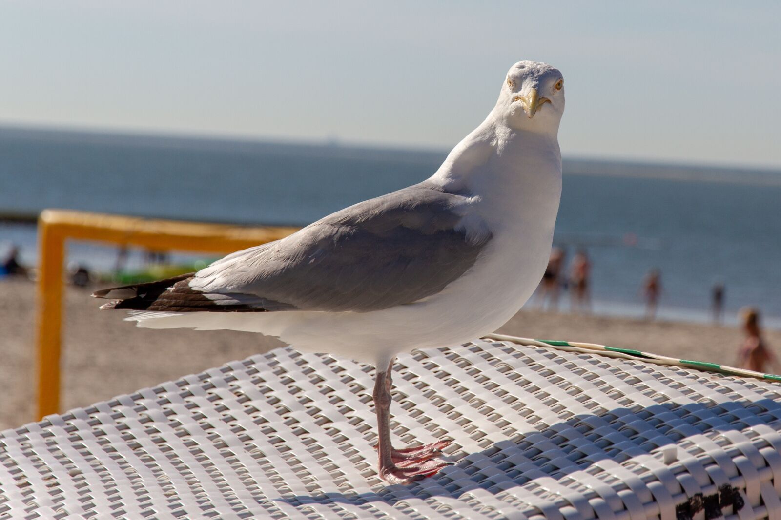 Canon EOS 7D sample photo. Seagull, beach, beach chair photography