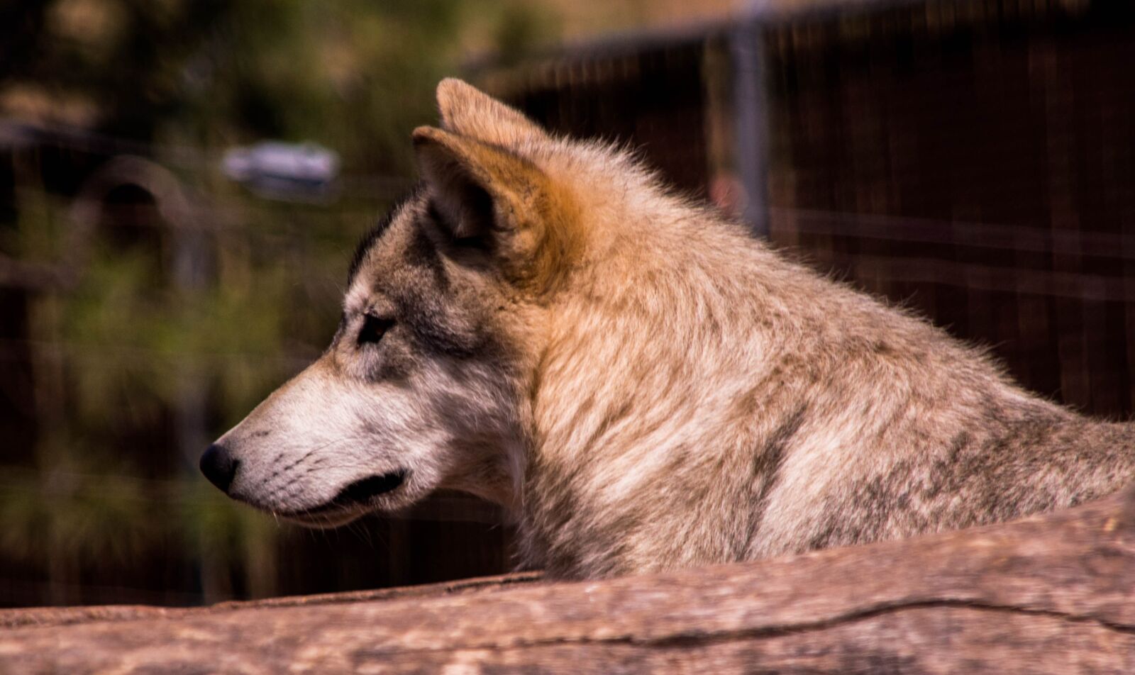 Nikon D3200 sample photo. Wolf, outdoors, nature photography