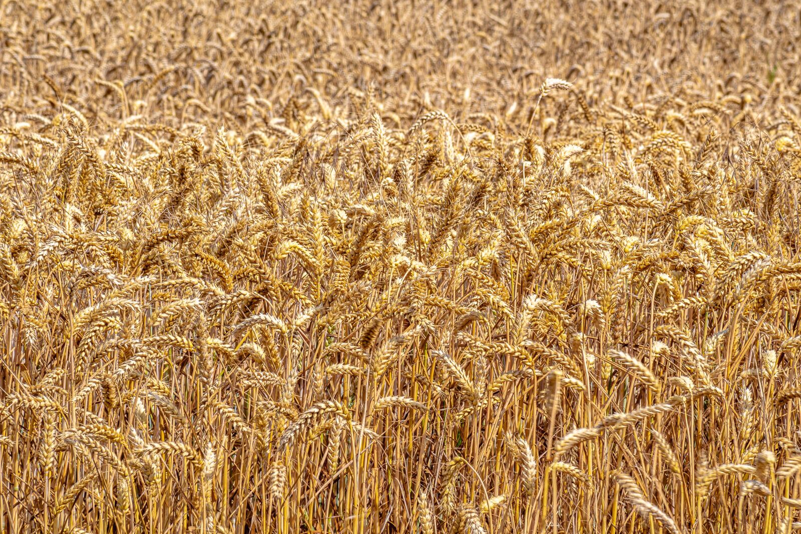 Tamron AF 70-300mm F4-5.6 Di LD Macro sample photo. Wheat, plant, cereals photography