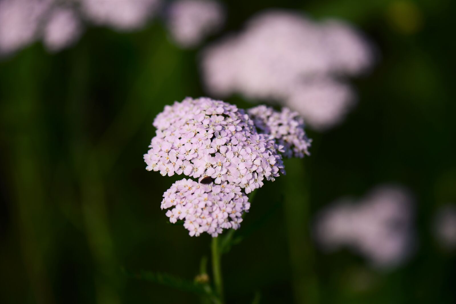 Nikon D610 sample photo. Sharp sheaf, pink, flowers photography