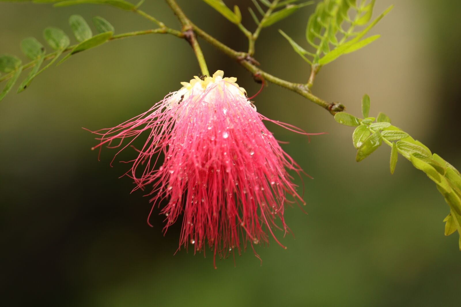 Canon EOS 250D (EOS Rebel SL3 / EOS Kiss X10 / EOS 200D II) sample photo. Kerala, brush flower, outdoor photography