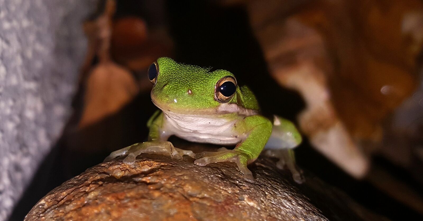 Samsung Galaxy Note5 sample photo. Frog, tree frog, american photography
