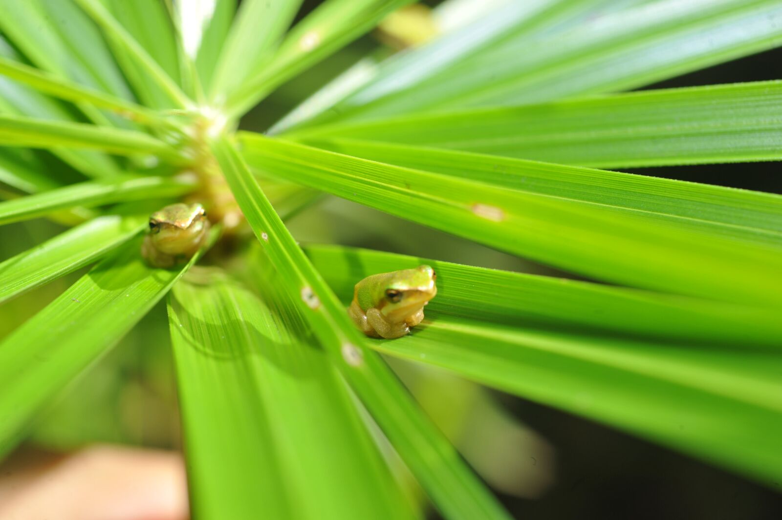 Nikon D700 sample photo. Green tree frog, small photography