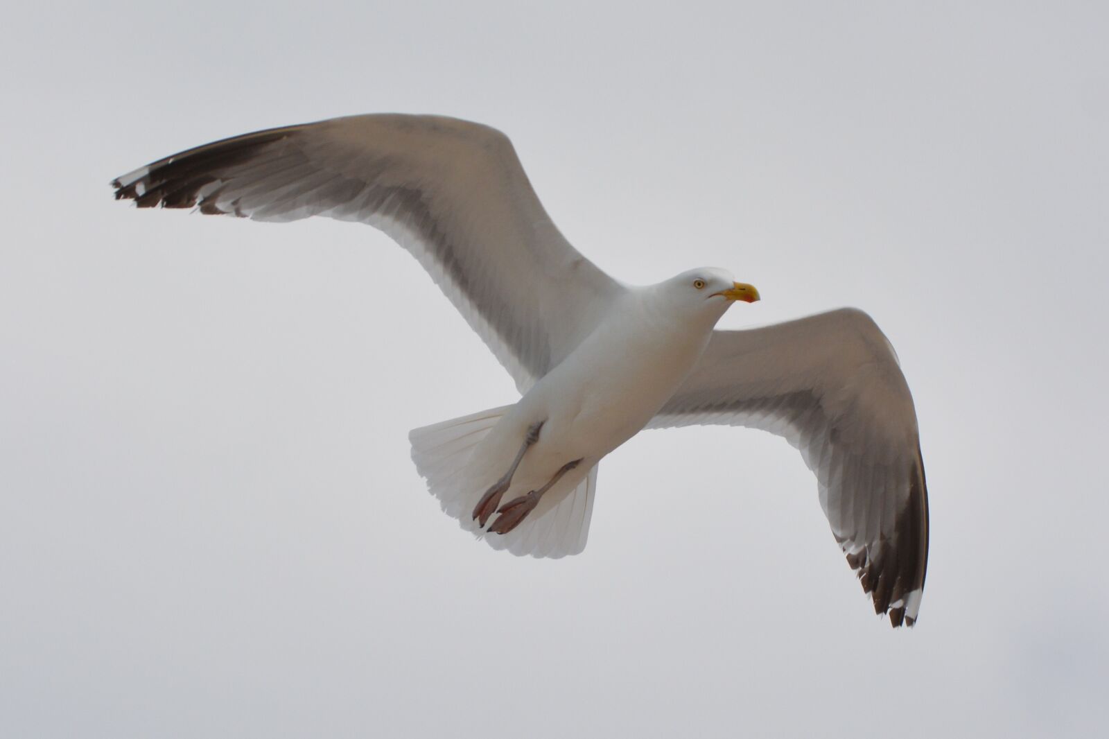 Nikon D5200 sample photo. Seagull, bird, animal photography