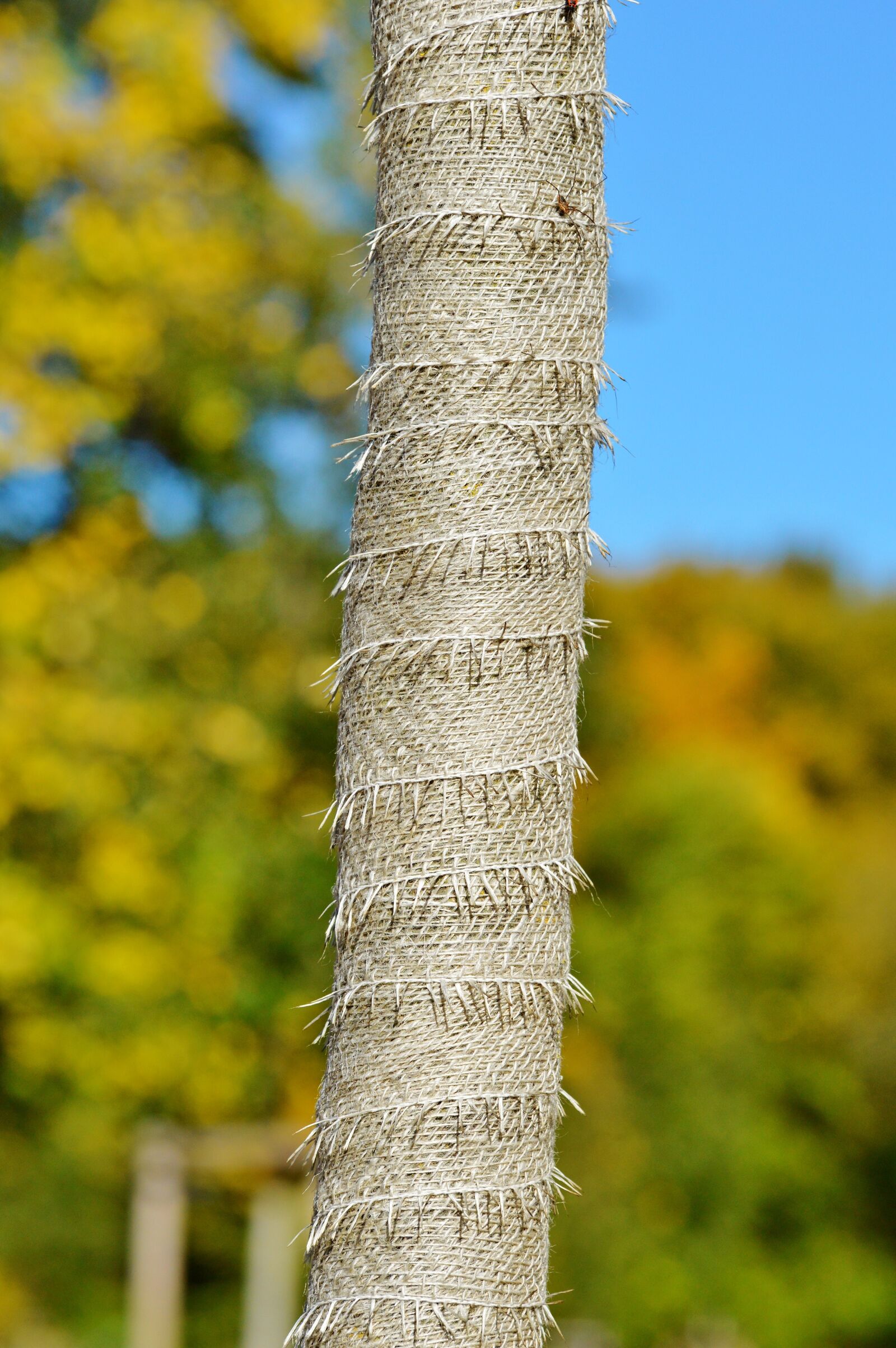 Nikon D3200 sample photo. Tree, tree protection, trunk photography