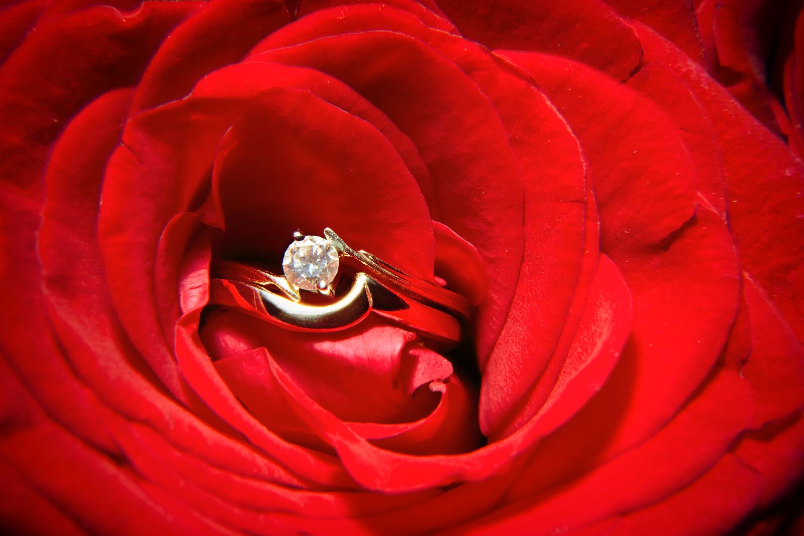 Canon EF 24-70mm F2.8L USM sample photo. Red, rose, flower photography