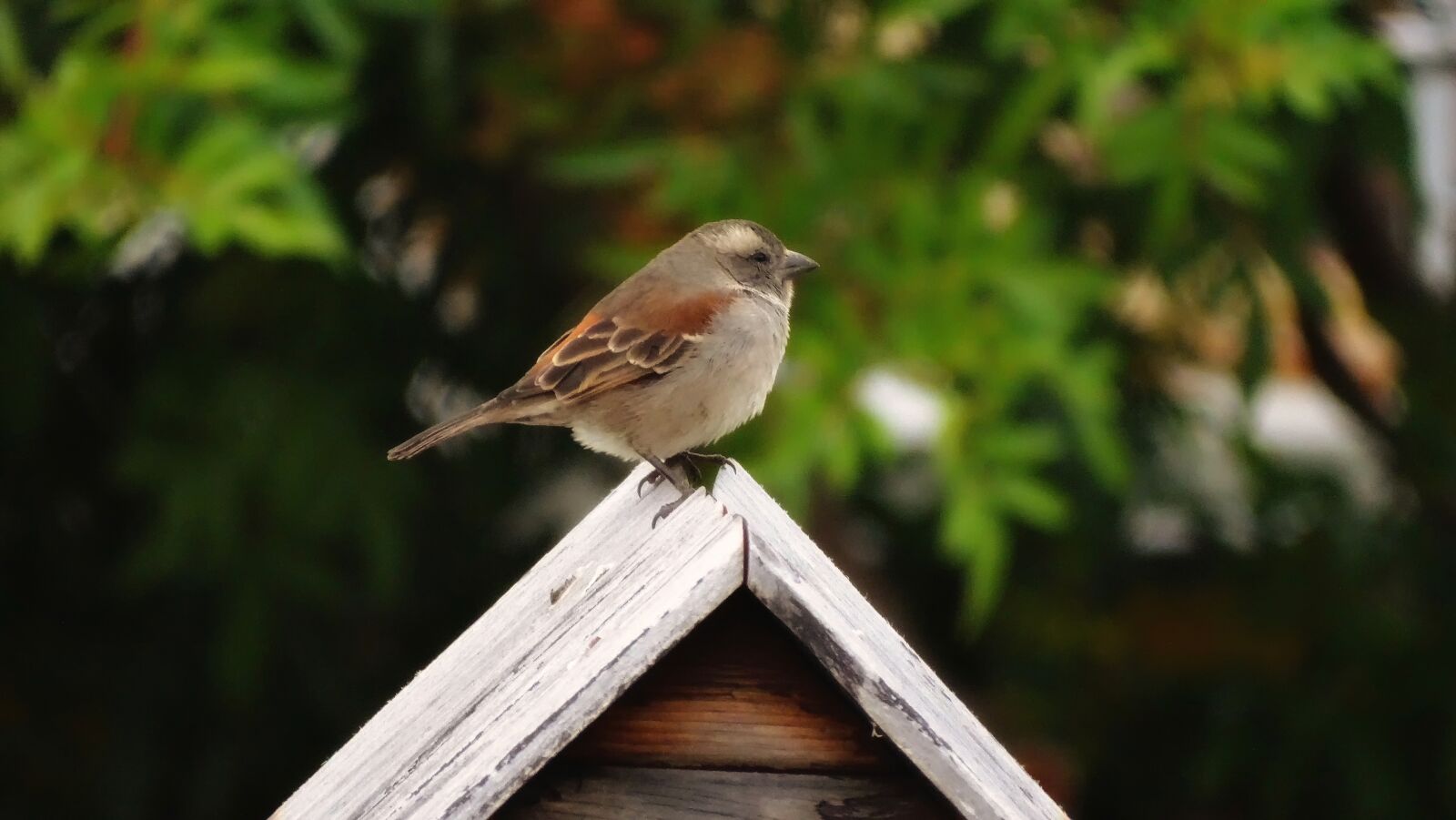 Sony Cyber-shot DSC-HX300 sample photo. Sparrow, mailbox, garden photography