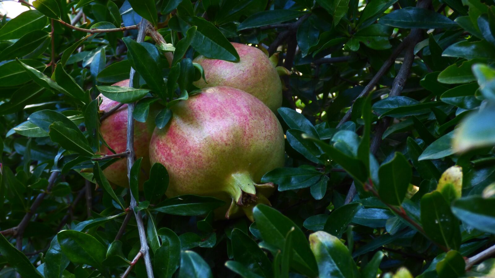 Panasonic DMC-FZ72 sample photo. Pomegranates, leaves, fruit photography