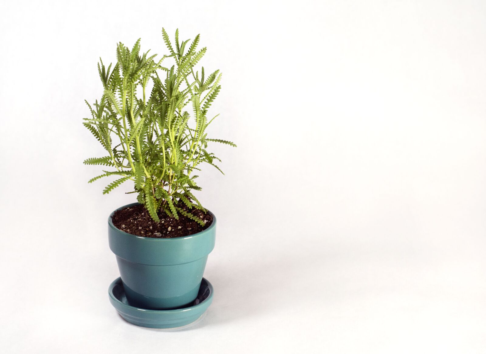 Nikon D7200 sample photo. Plant, lavender, french lavender photography