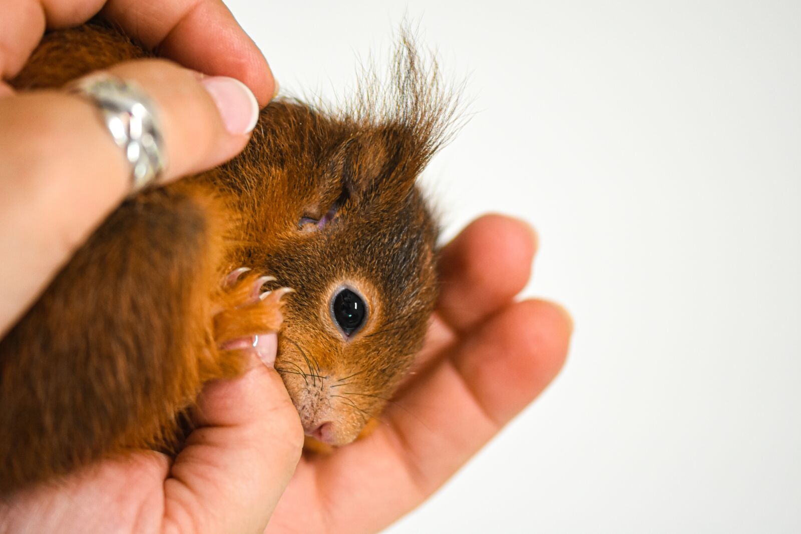 Nikon D7200 sample photo. Squirrel, young animal, small photography