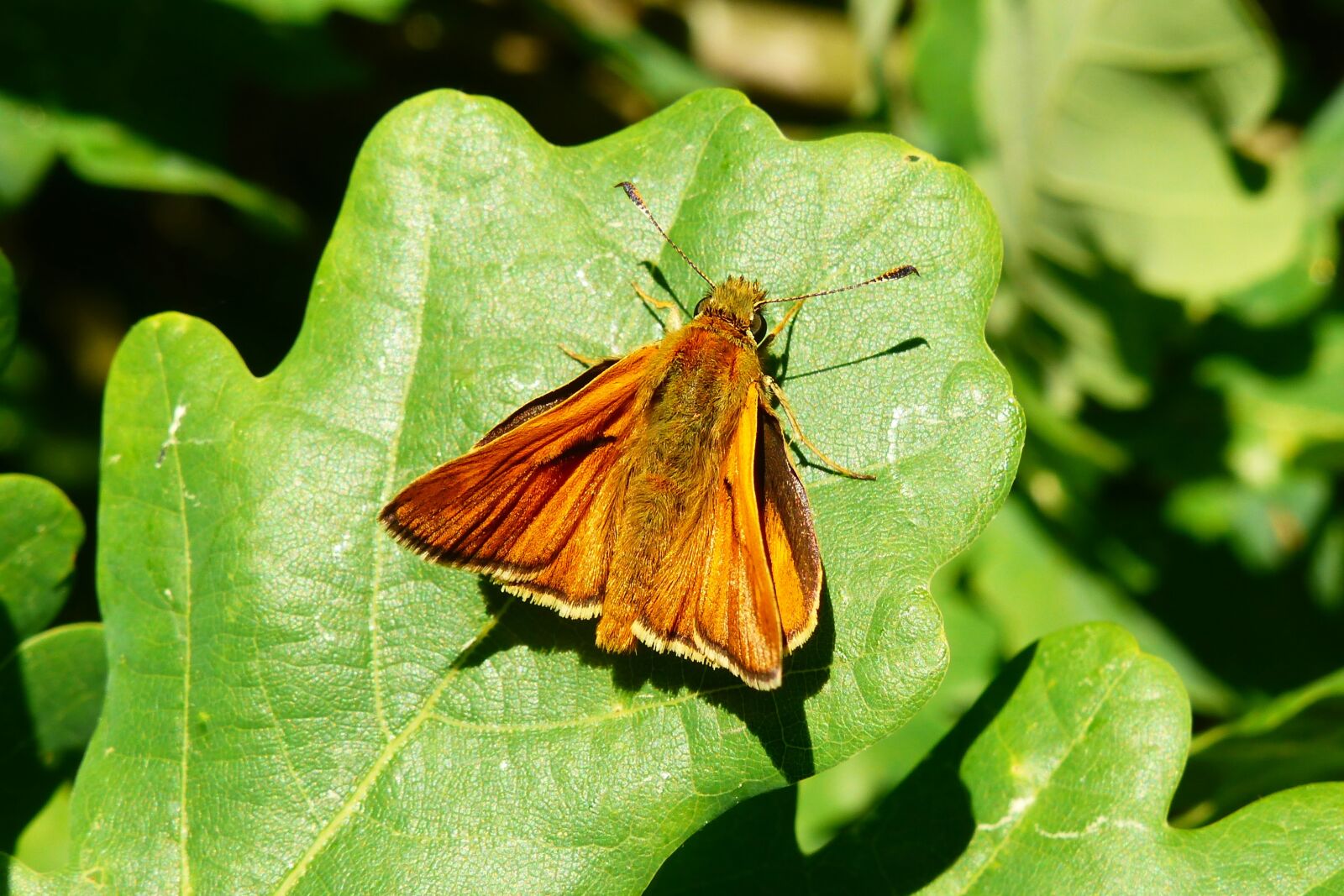 Panasonic Lumix DMC-FZ200 sample photo. Animals, invertebrates, insect photography