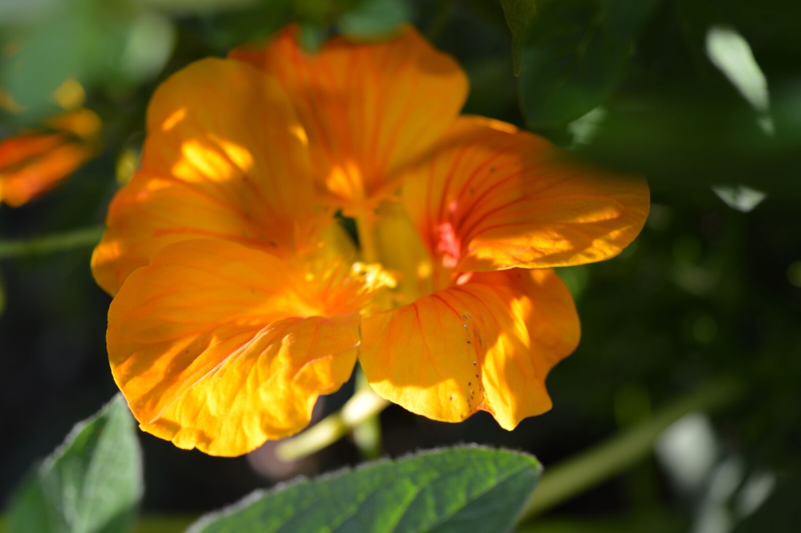 Nikon D3200 sample photo. Flower, yellow, summer photography