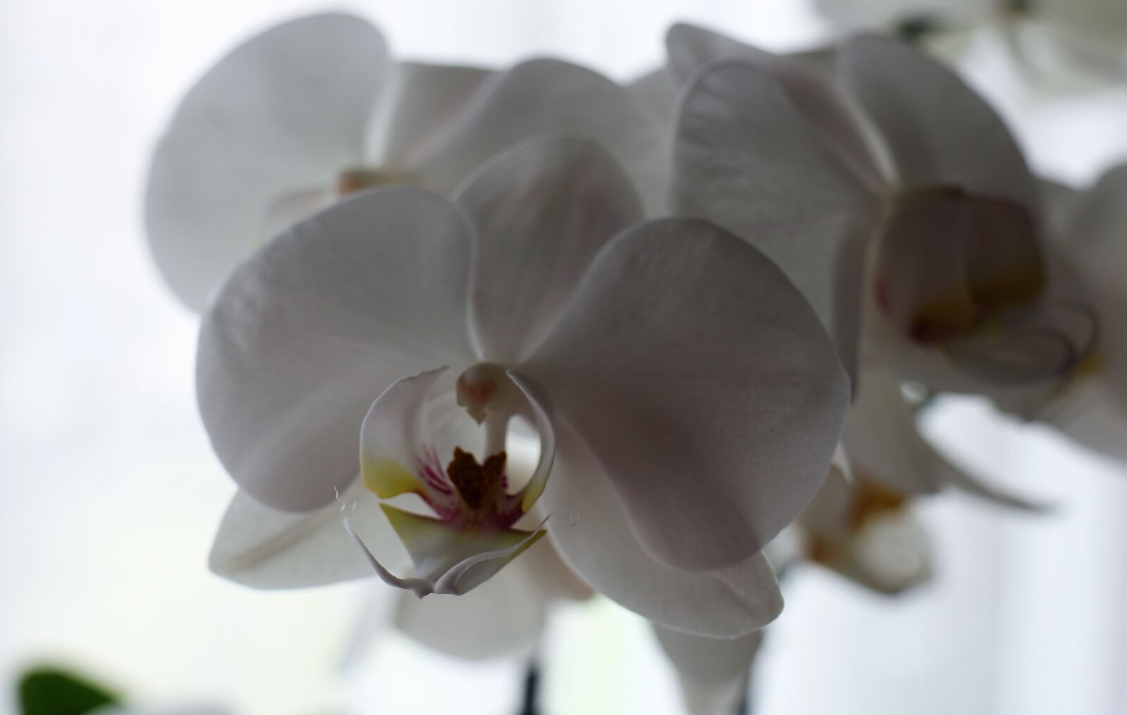 Canon EOS M6 sample photo. Flower, orchis, exotic photography